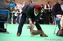 Crufts2011_2 1441